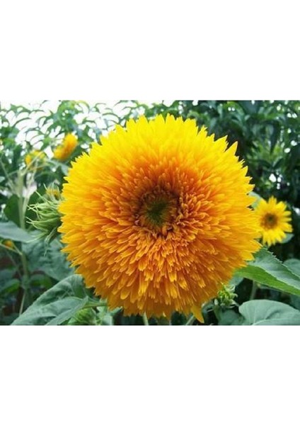 Sunflower Golden Çiçek Tohumu 5 Adet Tohum