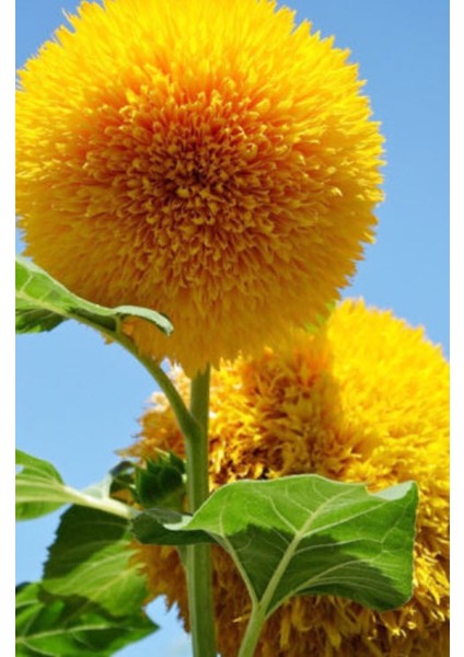 Sunflower Golden Çiçek Tohumu 5 Adet Tohum fırsatları