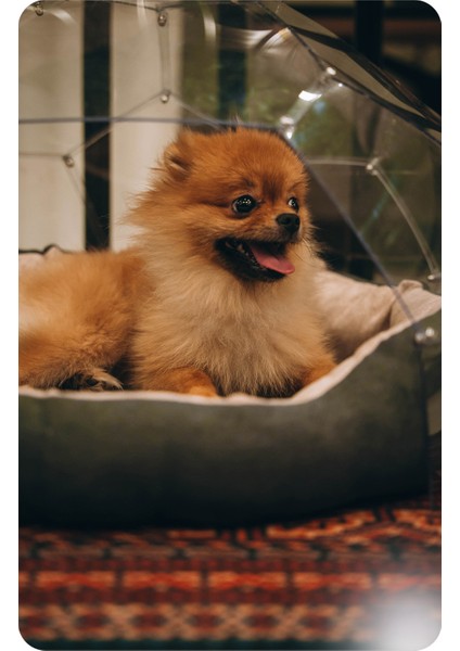 Kedi & Köpek Dome Evi - Fanus Yuva indirimleri