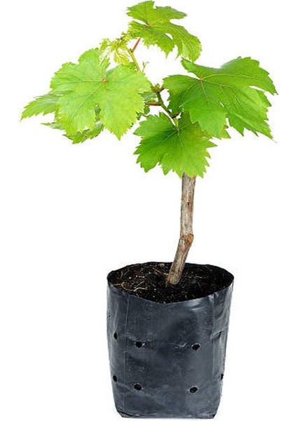 Ata Sarısı Üzüm Fidanı Tüplü 20 – 30 cm 1 Yaşında Aşılı Yüksek Verimli