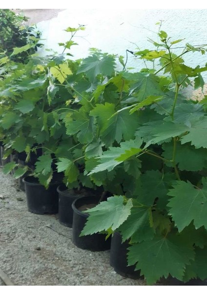 Horoz Karası Üzüm Fidanı Tüplü 20-50cm Bol Verimli fiyatları