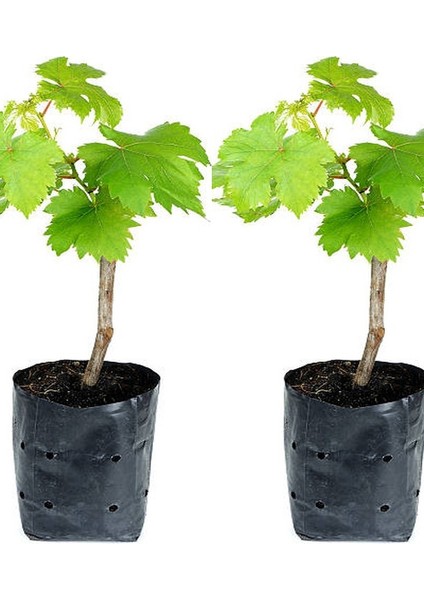 Parmak Üzüm Fidanı Manikür 1 Adet Tüplü 30-50cm 1,5 Yaşında fiyatları