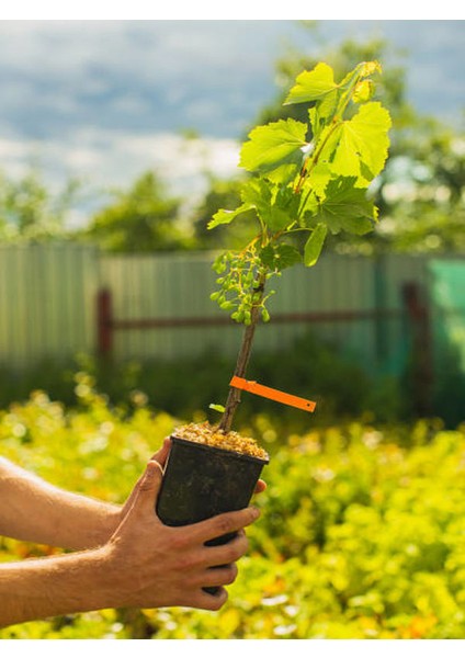 Parmak Üzüm Fidanı Manikür 1 Adet Tüplü 30-50cm 1,5 Yaşında modelleri