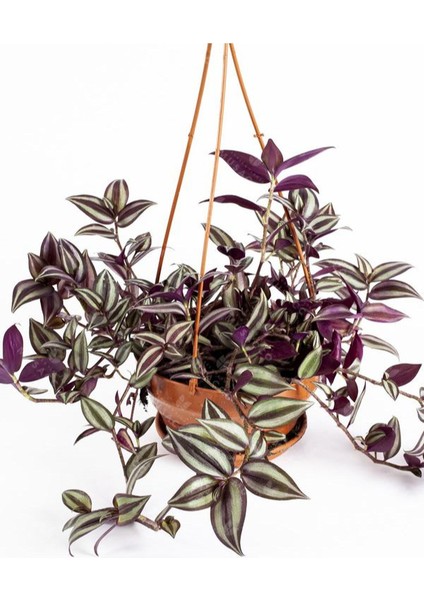 Yeşil Alacalı Telgraf Çiçeği Makrome Saksılı 30-50CM (Tradescantia Zebrina)