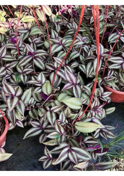 Yeşil Alacalı Telgraf Çiçeği Makrome Saksılı 30-50CM (Tradescantia Zebrina)