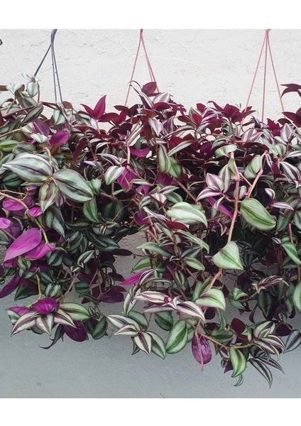 Yeşil Alacalı Telgraf Çiçeği Makrome Saksılı 30-50CM (Tradescantia Zebrina)