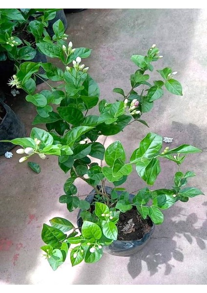 Mis Kokulu Sarmaşık Ful Yasemin Çiçeği 30-60CM(JASMINUM Grandiflorum)