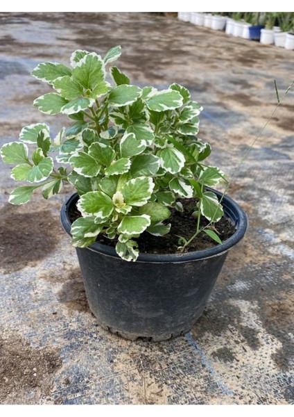 Mis Kokulu (Plectranthus Forsteri) Çiçeği Saksılı 1 Adet 10-20CM fiyatları