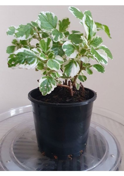 Mis Kokulu (Plectranthus Forsteri) Çiçeği Saksılı 1 Adet 10-20CM modelleri