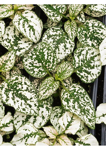 Yaprağı Güzel Beyaz Renk Hostes Çiçeği 1 Adet Saksılı (White HYPOESTES)10-15CM