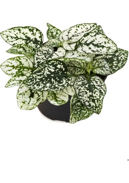 Yaprağı Güzel Beyaz Renk Hostes Çiçeği 1 Adet Saksılı (White HYPOESTES)10-15CM fiyatları