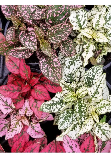 Yaprağı Güzel Beyaz Renk Hostes Çiçeği 1 Adet Saksılı (White HYPOESTES)10-15CM modelleri