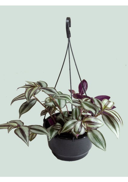 Dolfun Fomlu Telgraf Çiçeği Tradescantia Zebrina Makrome Saksılı
