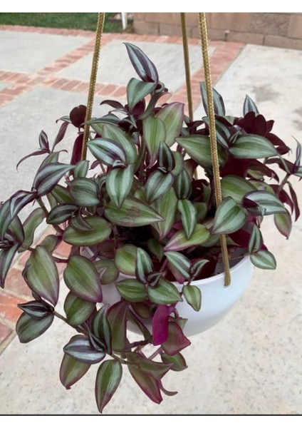 Dolfun Fomlu Telgraf Çiçeği Tradescantia Zebrina Makrome Saksılı
