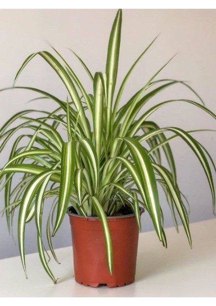 Alacalı Formlu Kurdele Çiçeği 1 Adet Makrome Saksılı (Chlorophytum Comosum) fiyatları