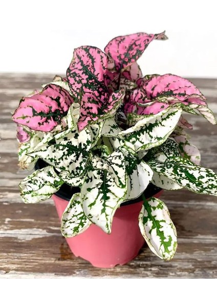 Pembe ve Beyaz Renk Hostes Çiçeği 2 Adet Saksılı Iç Mekan Çiçeği (Hypoestes)