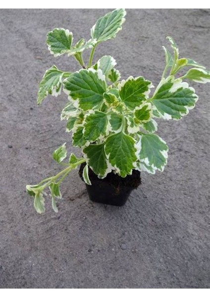 Saksılı Yoğun Kokulu Canıı Bitki (Plectranthus Forsteri) 10-20CM