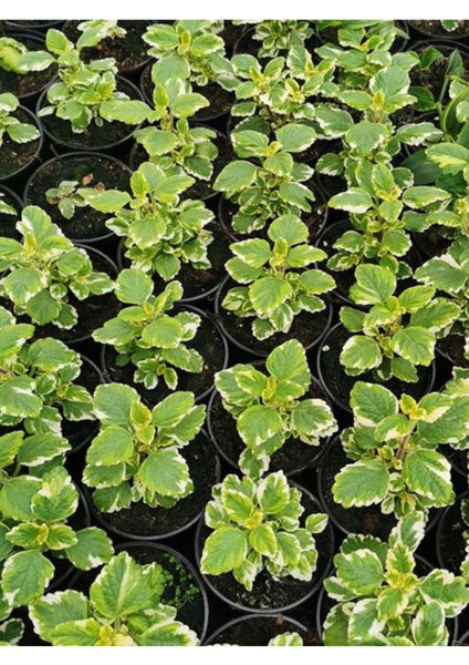 Saksılı Yoğun Kokulu Canıı Bitki (Plectranthus Forsteri) 10-20CM fiyatları