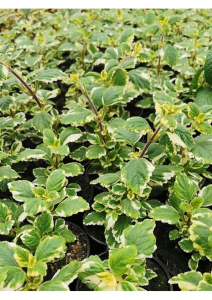 Saksılı Yoğun Kokulu Canıı Bitki (Plectranthus Forsteri) 10-20CM modelleri