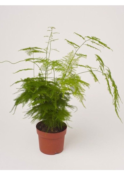 Dekoratif Salon Çiçeği Asparagus Setaceus Tül Kuşkonmaz Çiçeği 10-30CM fiyatları