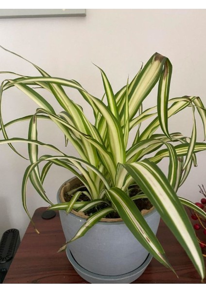 Kurdele Çiçeği 1 Adet Saksılı Chlorophytum Comosum Salon Çiçeği
