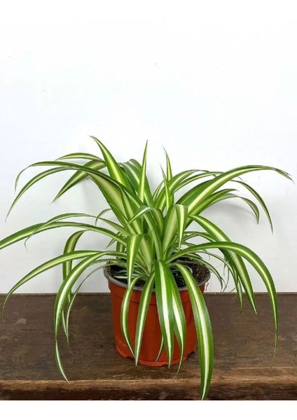 Kurdele Çiçeği 1 Adet Saksılı Chlorophytum Comosum Salon Çiçeği modelleri