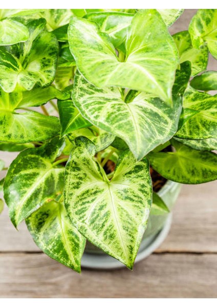 Melek Kanadı Çiçeği 1 Adet Saksılı Ok Başı Sarmaşığı (Syngonium)