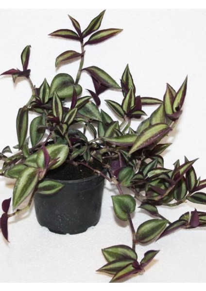 Alacalı Tradescantia Zebrina Telgraf Çiçeği 1 Adet Saksılı