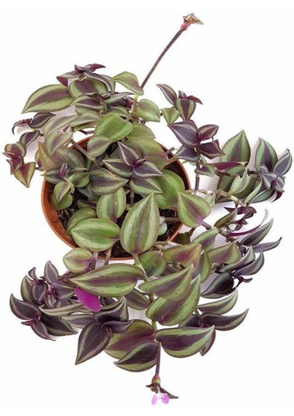 Alacalı Tradescantia Zebrina Telgraf Çiçeği 1 Adet Saksılı