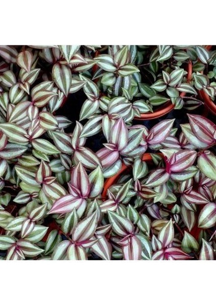 Alacalı Tradescantia Zebrina Telgraf Çiçeği 1 Adet Saksılı