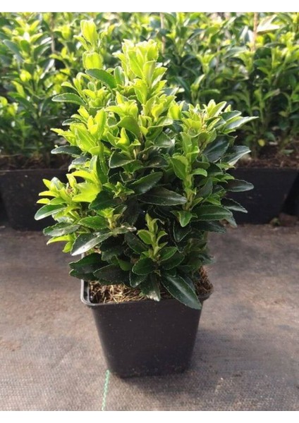 Euonymus Japonicus Yeşi Taflan Bitkisi 1 Aadet Saksılı 30-40CM Çit Bitkisi