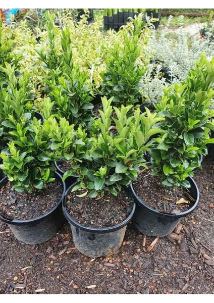 Euonymus Japonicus Yeşi Taflan Bitkisi 1 Aadet Saksılı 30-40CM Çit Bitkisi