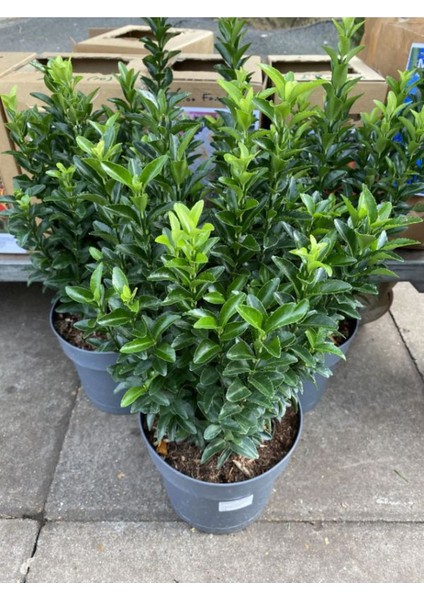 Euonymus Japonicus Yeşi Taflan Bitkisi 1 Aadet Saksılı 30-40CM Çit Bitkisi
