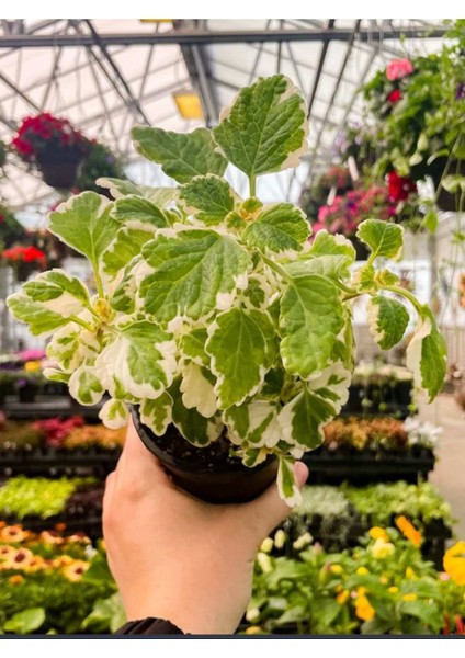 Kokulu (Plectranthus Forsteri) Bitkisi Özel Nadir Tür 10-20CM fiyatları