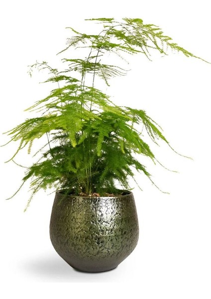 Dekoratif Salon Çiçeği Asparagus Setaceus Tül Kuşkonmaz Çiçeği 10-30CM