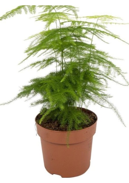 Dekoratif Salon Çiçeği Asparagus Setaceus Tül Kuşkonmaz Çiçeği 10-30CM modelleri