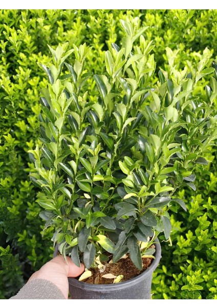 Dolgun Formlu Yeşil Taflan Bitkisi 1 Adet Saksılı 20-40CM Peyzaj Bitkisi