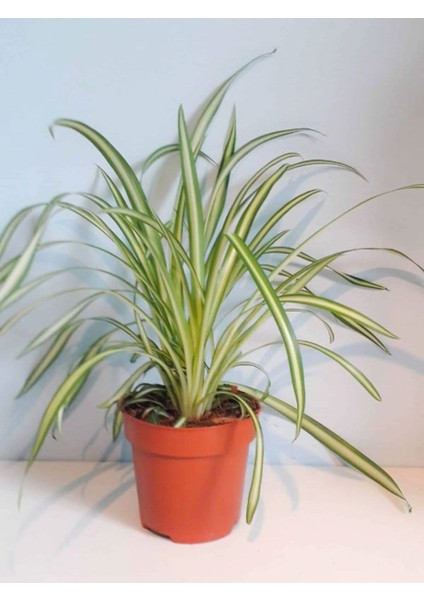 Alacalı Kurdele Çiçeği 1 Adet 20-30CM Salon Çiçeği