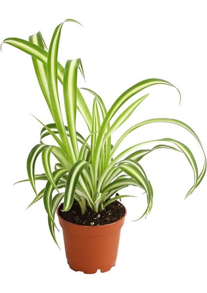 Alacalı Kurdele Çiçeği 1 Adet 20-30CM Salon Çiçeği fiyatları