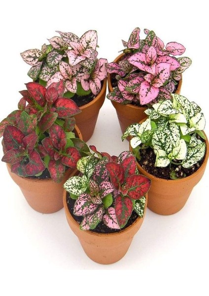 5 Adet Hostes Çiçeği Saksılı (HYPOESTES)10-15CM