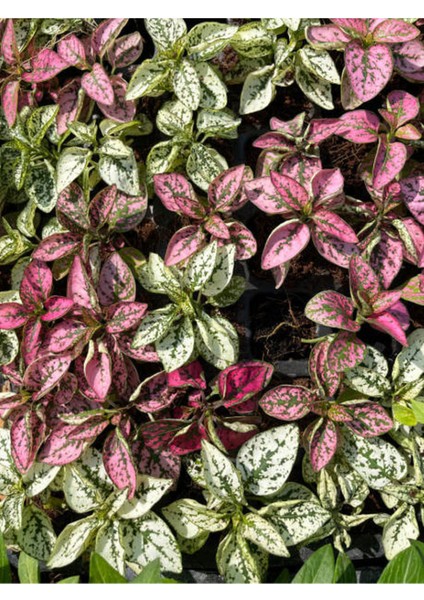 5 Adet Hostes Çiçeği Saksılı (HYPOESTES)10-15CM fiyatları