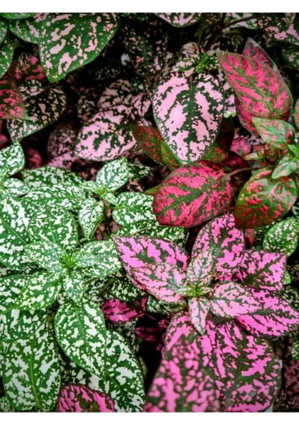 5 Adet Hostes Çiçeği Saksılı (HYPOESTES)10-15CM modelleri