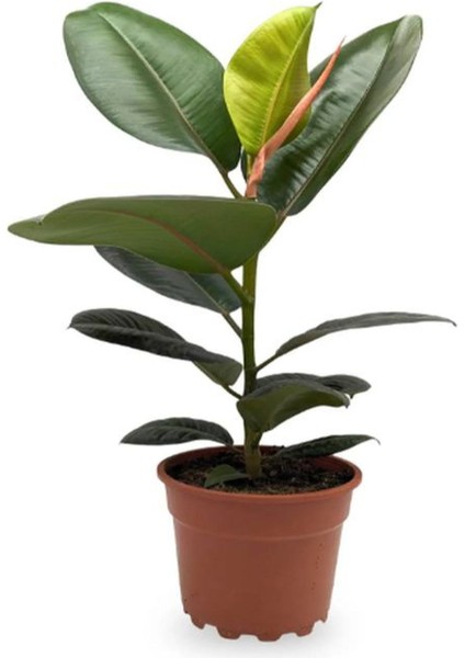 Yeşil Parlak Yapraklı Kauçuk Çiçeği 1 Adet Saksılı 20-45CM (Ficus Elastica)