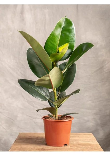 Yeşil Parlak Yapraklı Kauçuk Çiçeği 1 Adet Saksılı 20-45CM (Ficus Elastica)
