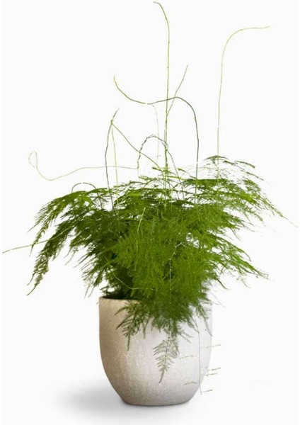 Asparagus Setaceus Tül Kuşkonmaz Çiçeği 1 Adet 15-30CM Salon Çiçeği