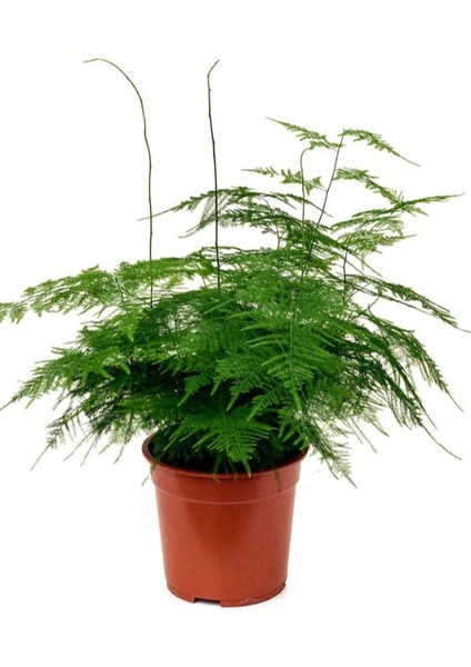 Asparagus Setaceus Tül Kuşkonmaz Çiçeği 1 Adet 15-30CM Salon Çiçeği