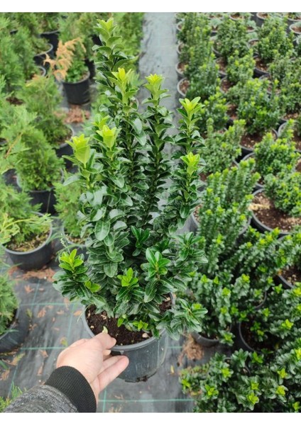 Yeşil Taflan Çiçeği Euonymus Japonicus 1 Adet Saksılı 20-40CM