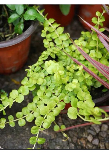 Lysimachia Nummularia Sarı Çiçekli Sarı Kız Altın Kolye Çiçeği 30-40CM Salon Çiçeği