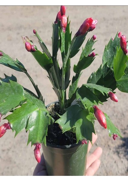 Yılbaşı Çiçeği- Schlumbergera - Yılbaşı Kaktüsü 3 Adet Saksılı