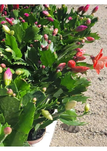 Yılbaşı Çiçeği- Schlumbergera - Yılbaşı Kaktüsü 3 Adet Saksılı